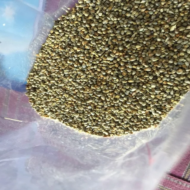 Green Millet for Animal feed Available for Export