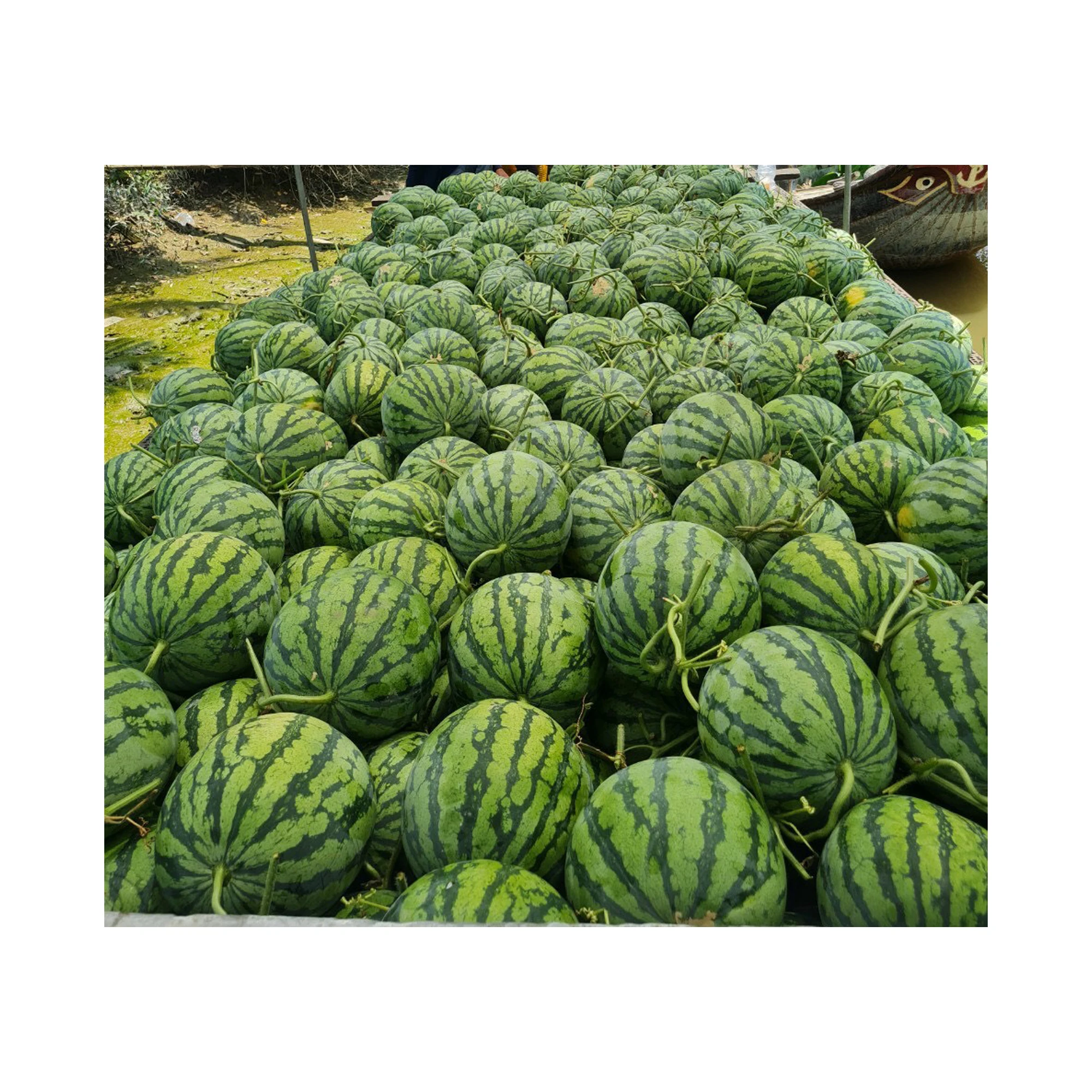 fresh Seedless watermelon wholesales best selling natural sweetness high quality Vietnam export