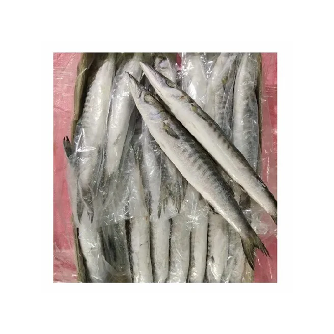 Wholesale Quantity Supplier Selling frozen Barracuda Fish Fish at Direct Factory Price