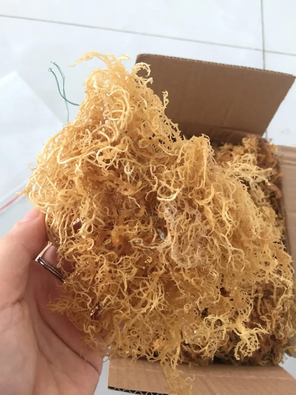 Оптовая продажа морской мох bladderwrack