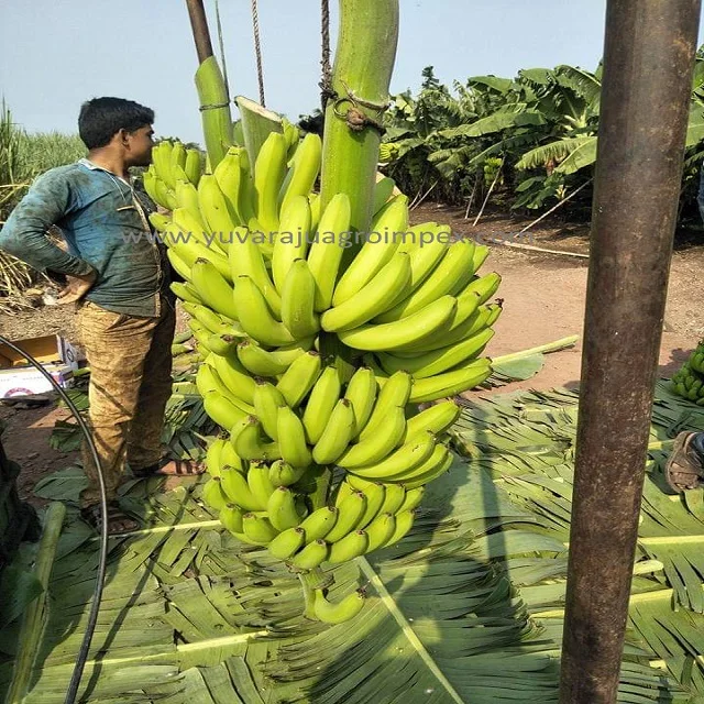 Naturally fresh High quality  Cavendish Banana Exporters / Traders from India  to Karaj Fiji Kuwait Yazd Malawi Tokyo