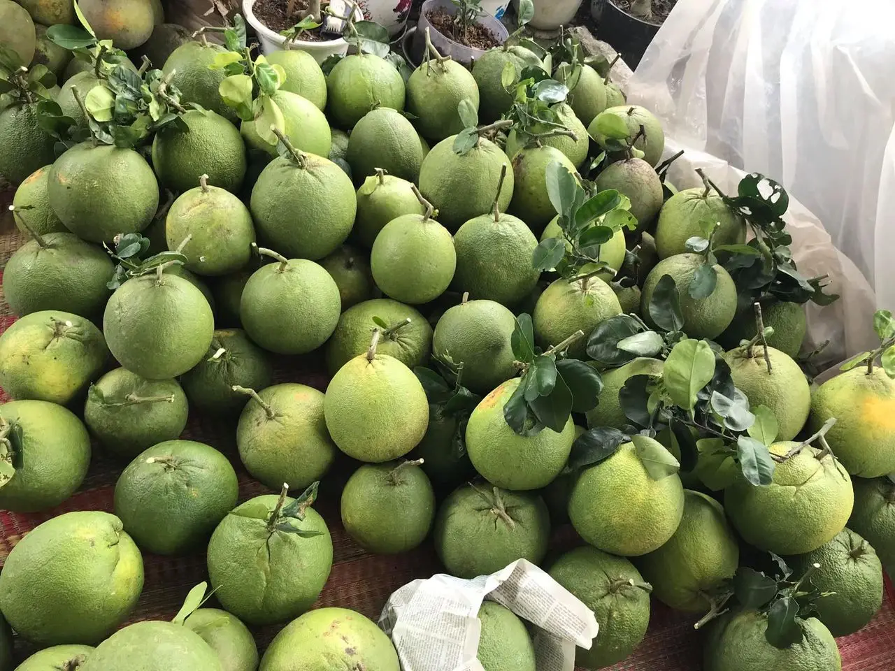 Green Pomelo Fresh Fruits High Grade Pomelo Fresh Pomelo Fruit Grapfruits frozen