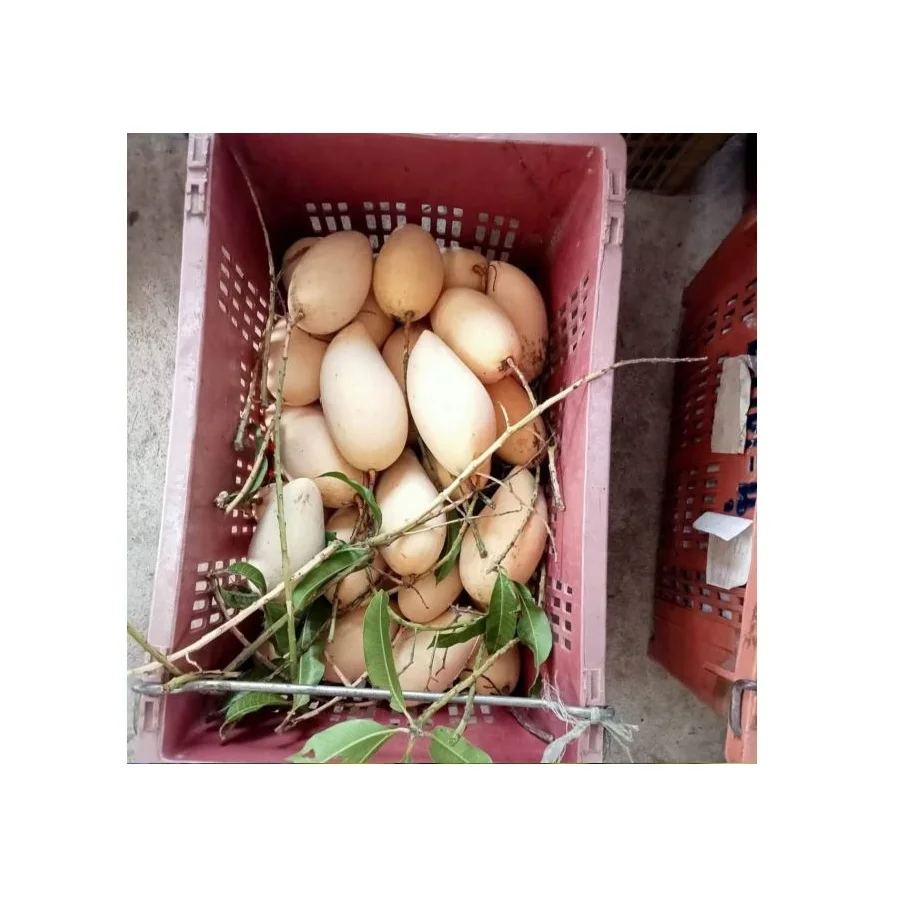 Golden Mangos Fresh Mango Sweet and Delicious Premium Quality and Natural 100% Picked from Thailand Farms