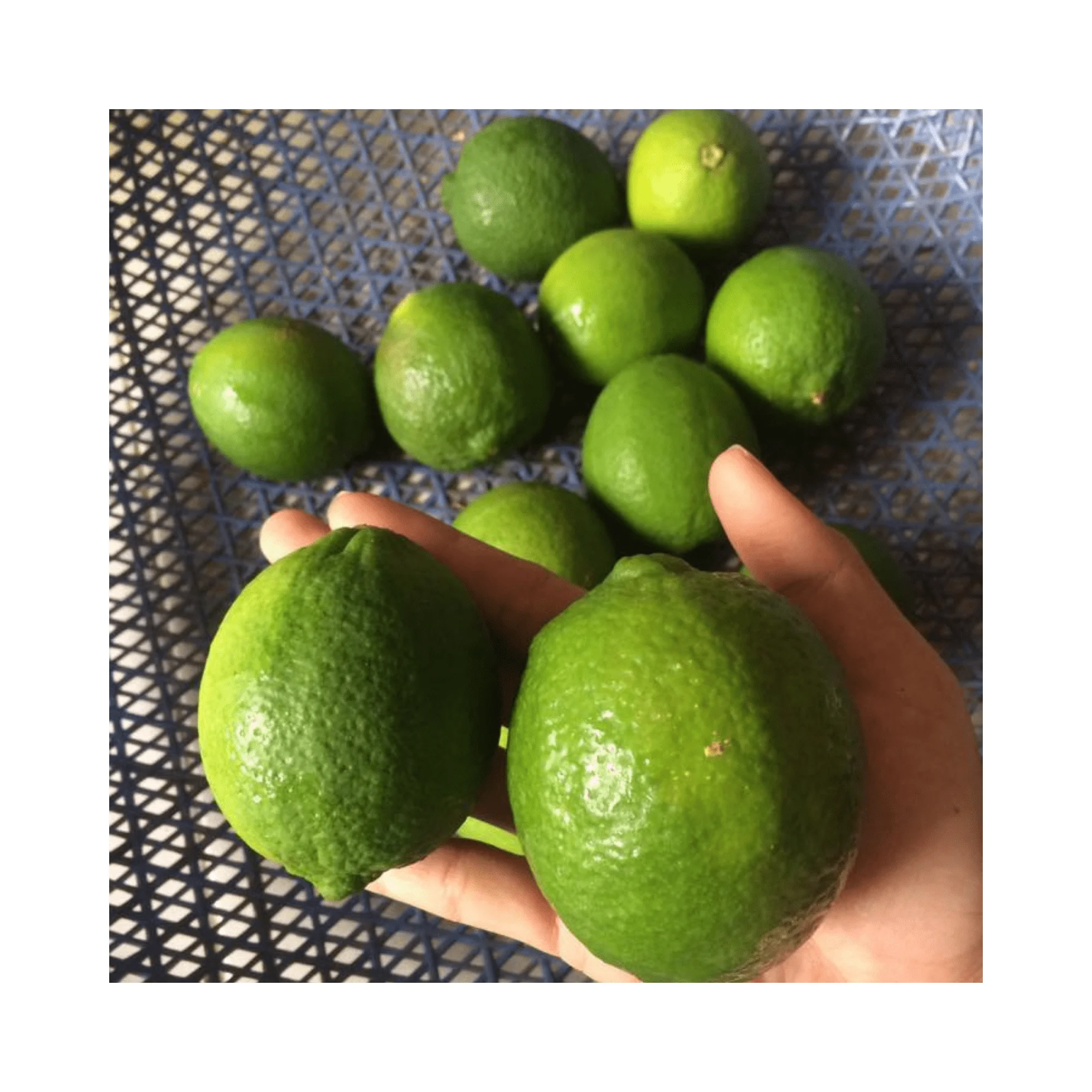 Supplying fresh lemon/ Fresh lemon from Vietnam with competitive price and high quality from 99GD