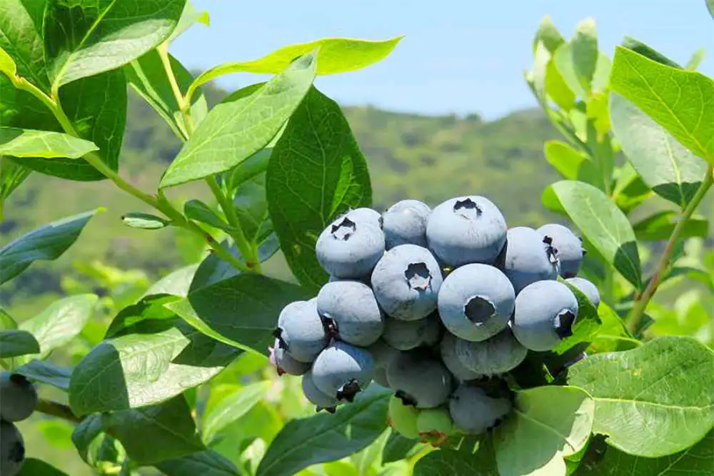 Fresh Blueberry from Japan