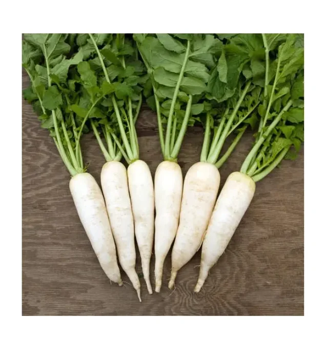 Premium Quality Fresh Vegetables Radish Bulk Stock At Wholesale Cheap Price