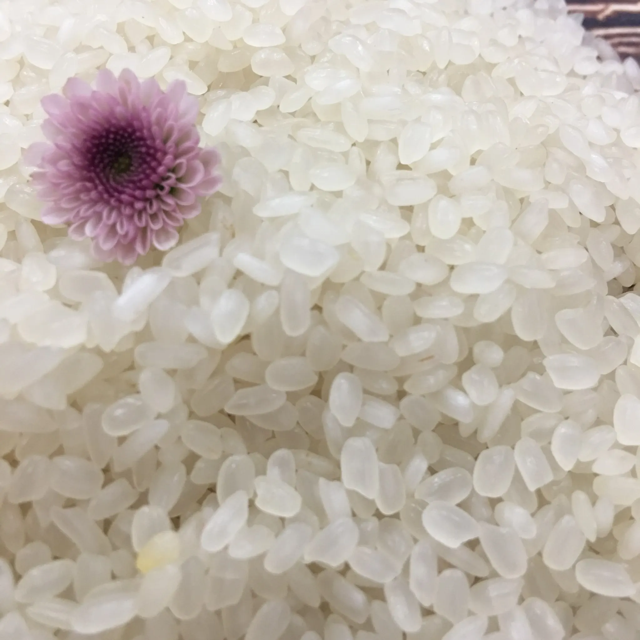 Vietnamese Rice Well mill and double polish F&B 5% Broken White Common Soft Texture AD Dried Style Calrose Round Grain Rice