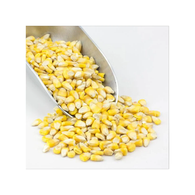 Natural enriched grains high quality Corn for organic essential oils best selling product 2022 wholesale