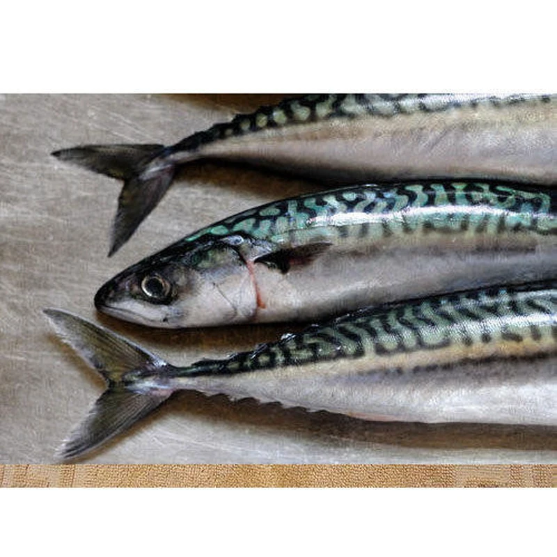 High quality fresh frozen fish mackerel sea food made in USA