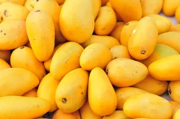 Wholesale Price of Export Quality Fresh Pakistani Mango Sindhri Green and Yellow Mangoes with Customized Packaging available