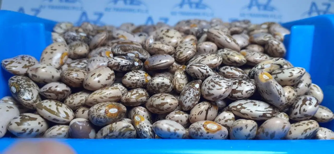 Factory Direct Sale: High-Quality 2024 Pinto Beans, All Sizes Available Premium Quality Bulk Quantity