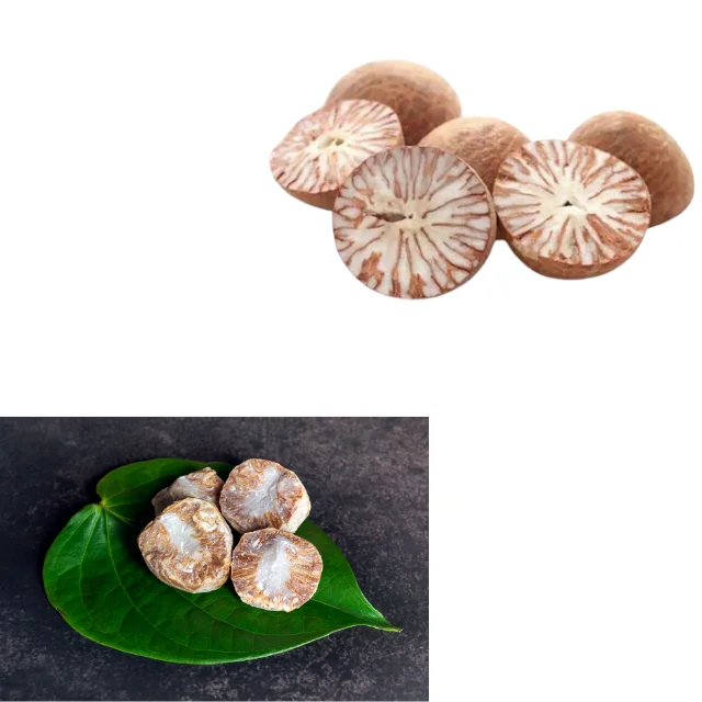 Betel Palm Areca Catechu for Snack Ingredients by Envico Bright Indonesia