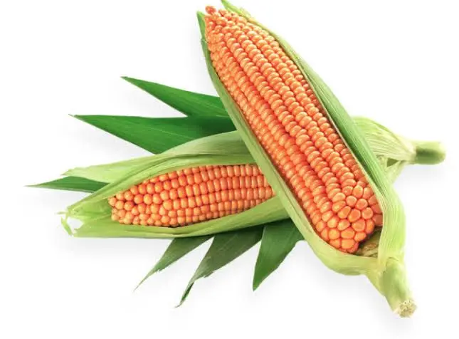 Yellow Corn Maize23.jpg