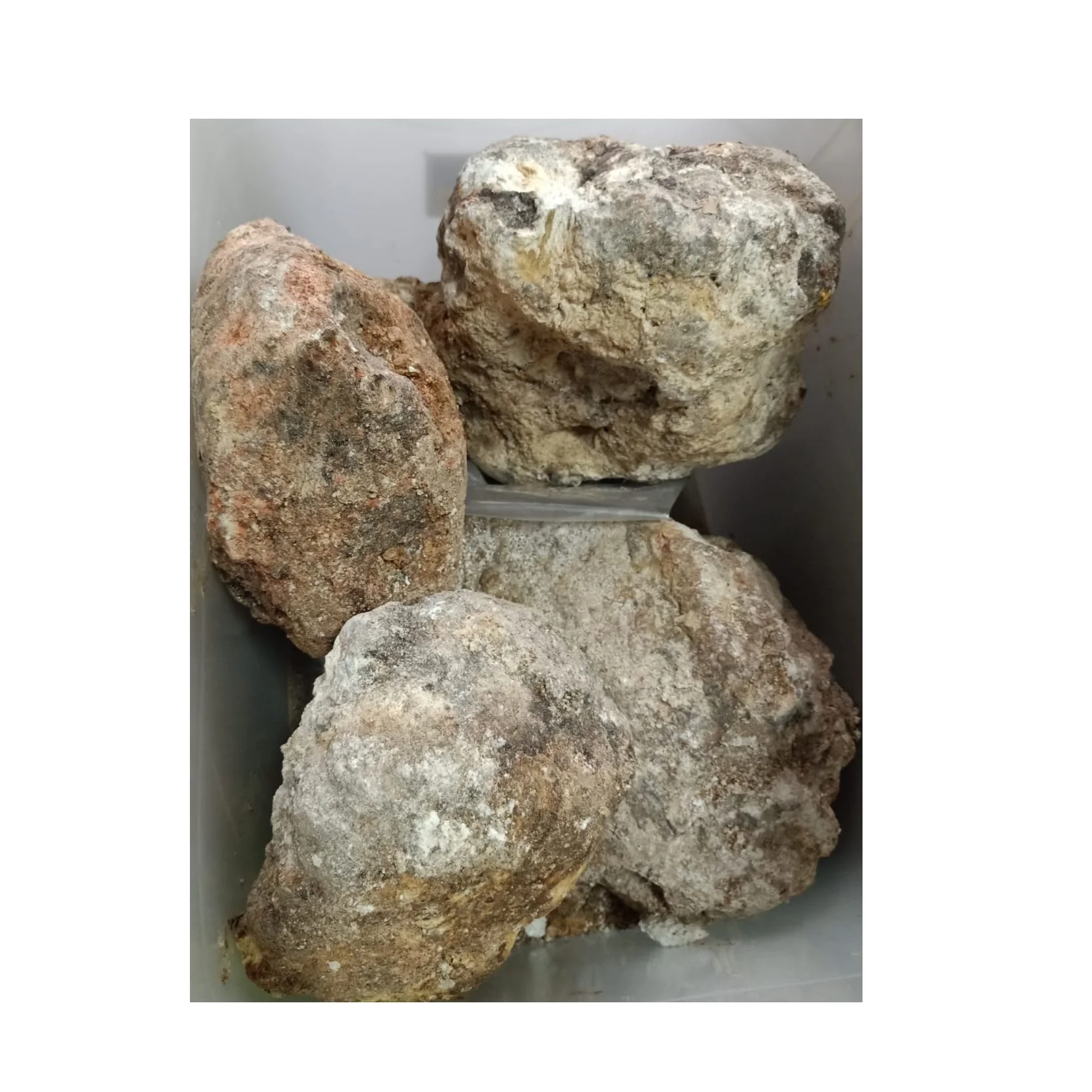 Ambergris Whale price Vomit Floating Gold Ambergris Whale Vomit Wholesale Supplier Ambergris From Indonesia