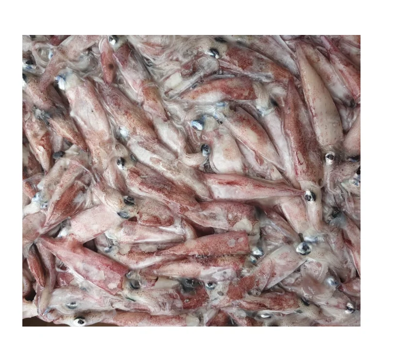 Buy Affordable Whole Frozen Squid at Unbeatable Low Prices Perfect for Cooking Delicious Seafood Dishes Today