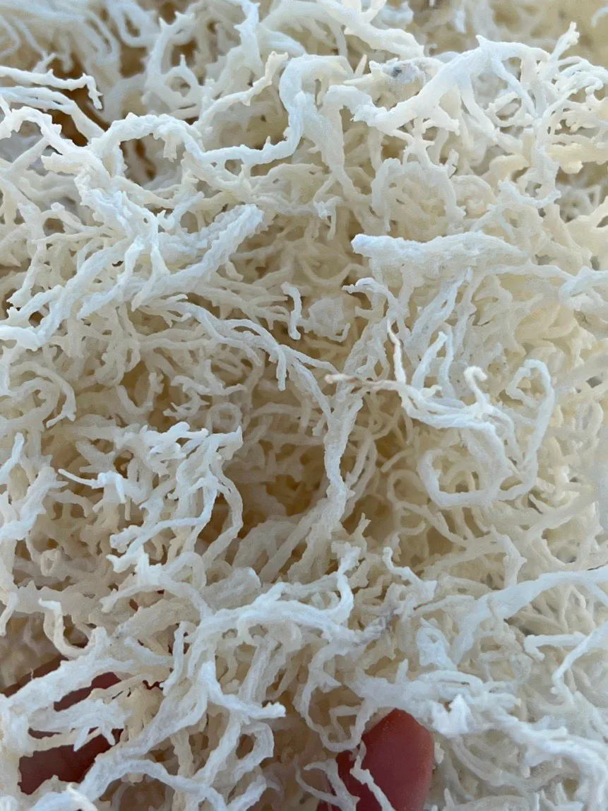 Экспортный 100% сырые морские водоросли Айриш свежий Океанский сырой ирландский мох сушеные Eucheuma Cottonii в упаковке
