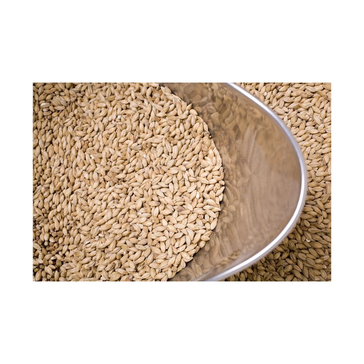 Animal feed barley/bulk barley Malted Barley / Barley Grains