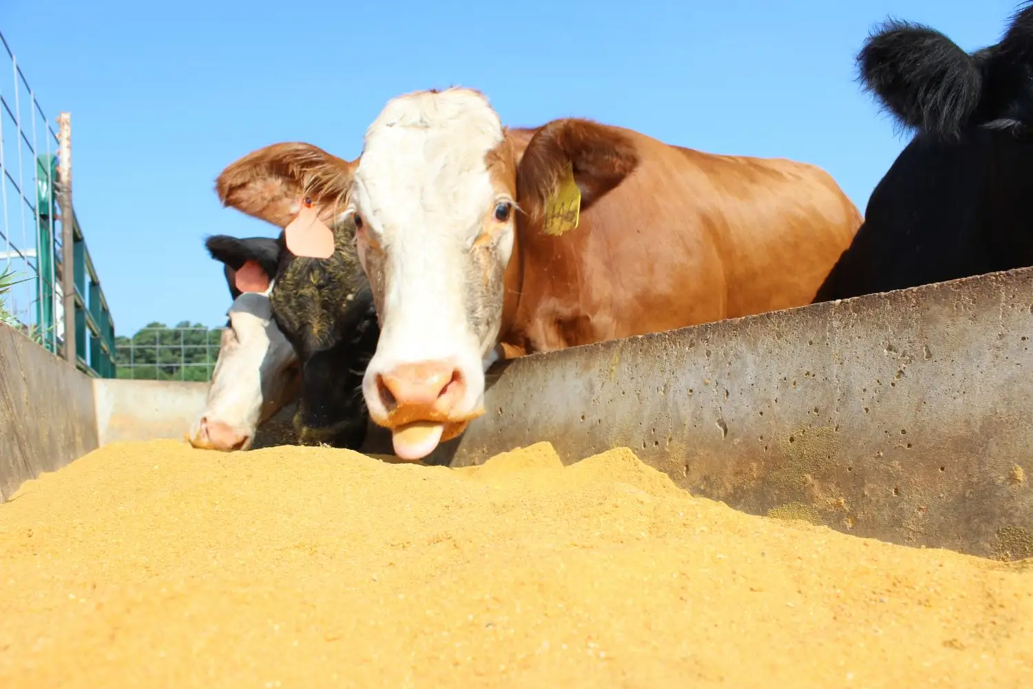 Top Grade Wholesale Nutritious Yellow Maize Corn For Animal Feed Bulk Export Products From Indian Exporter