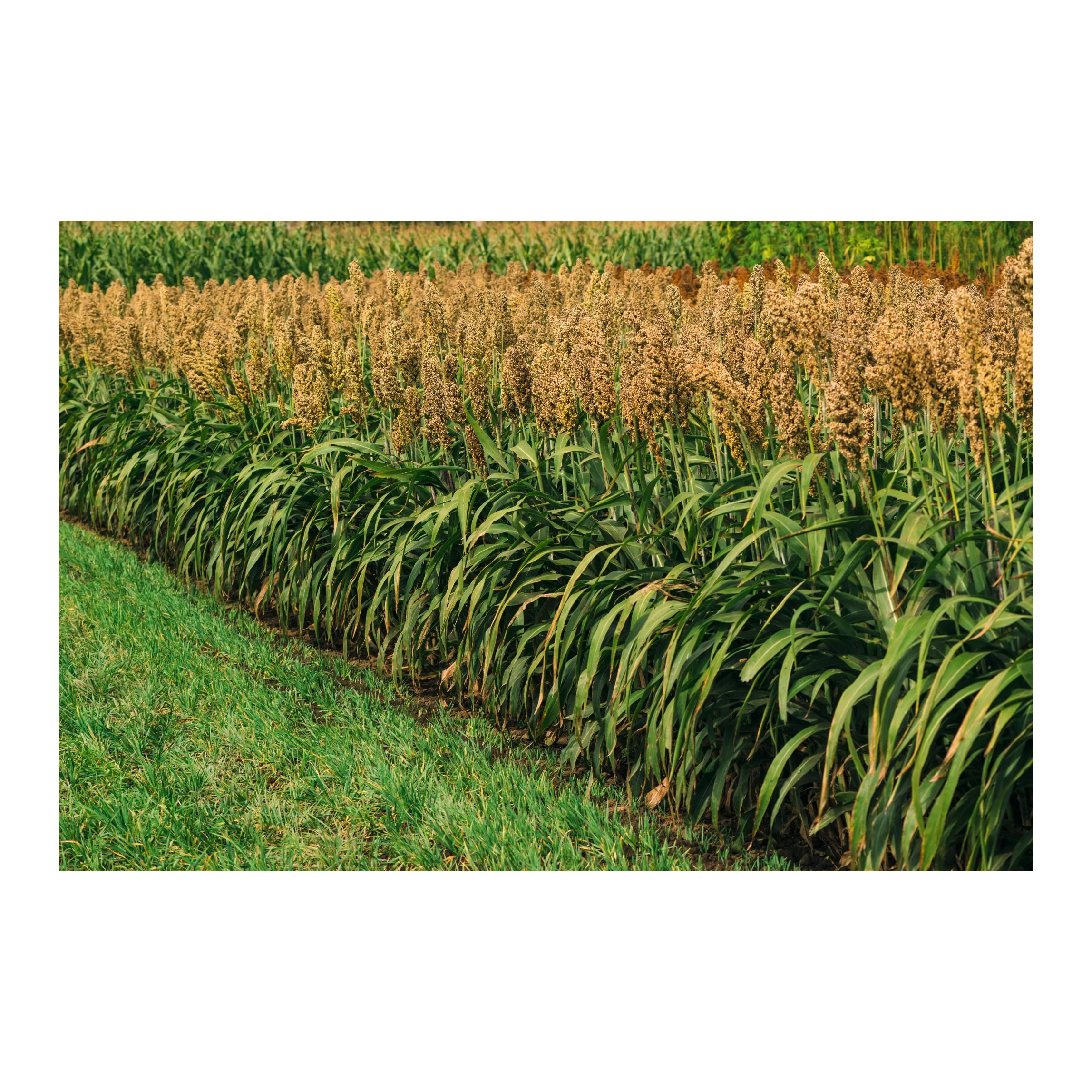 Премиум зерна сорго для продажи идеально подходит кормления животных приготовления пищи и выпечки с питательным профилем