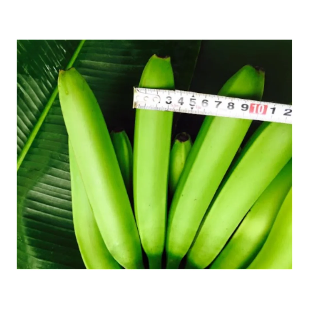 Best Price for Sustainable and Delicious: Vietnamese Bananas / Versatile Fruit Fresh or Green Bananas