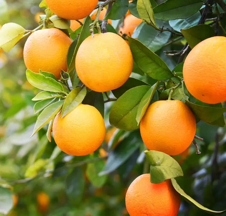 Most Popular Excellent Quality Farm Fresh Orange Fruit in Bulk Quantity Fresh Natural Orange For your good Health Available