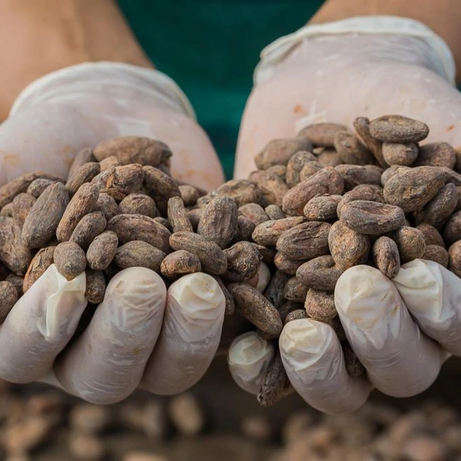 cocoa beans fermented Dominican cocoa beans Arabic cocoa beans