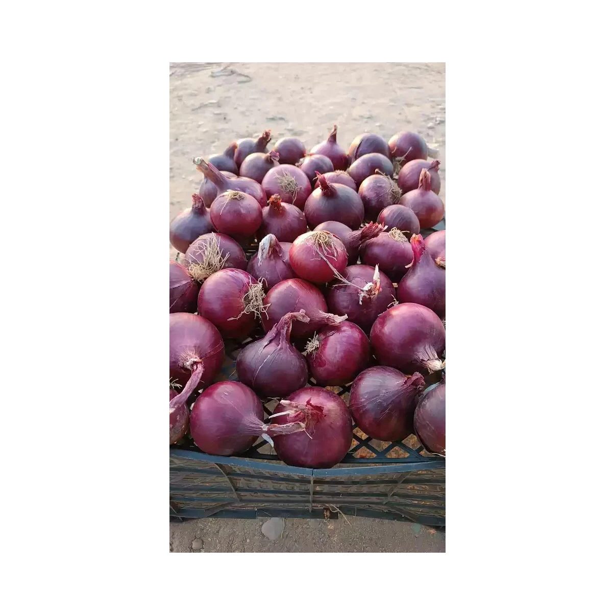 Exporters Big Red Onion Fresh Red Onion