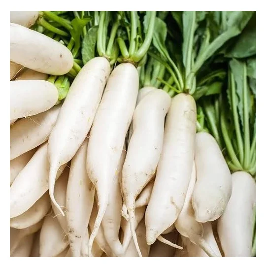 Best Quality Hot Sale Price Fresh Vegetables Orange Carrots