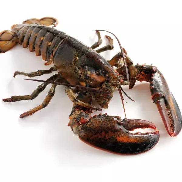Wholesale Live Lobsters Frozen Lobster Tails / Live Lobster For Sale Lobster Tails Wholesale / Live Lobster Price