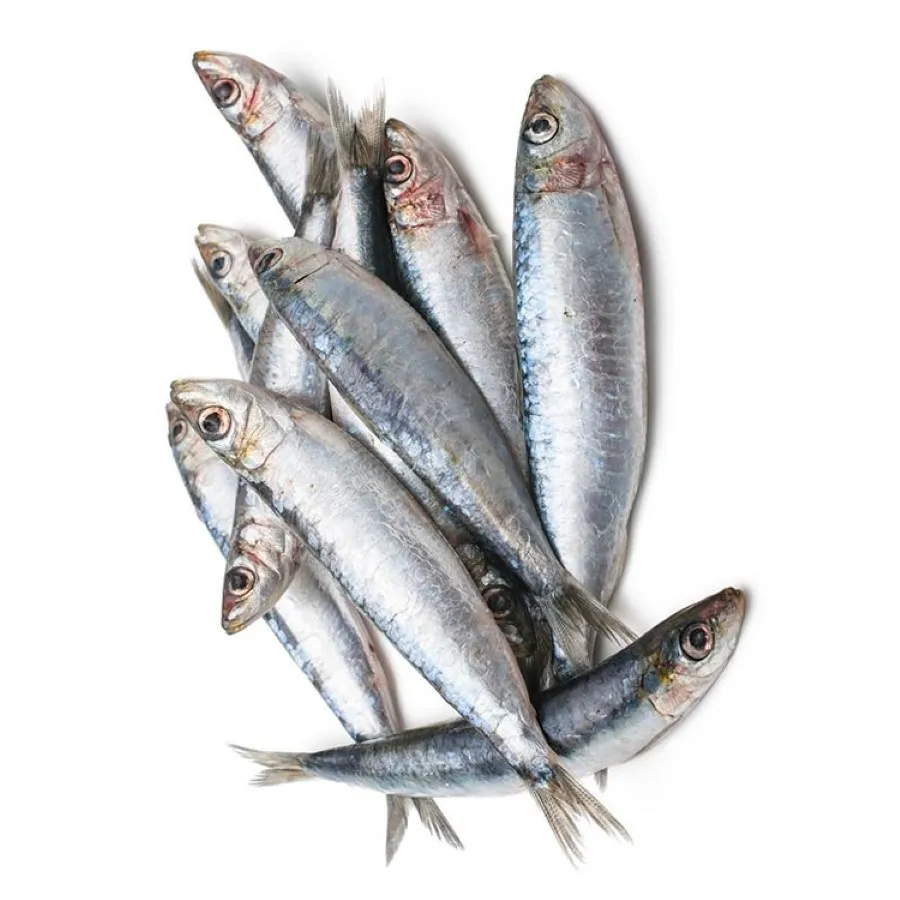 Top Selling High Quality Style BQF Process Wholesale Price Seafood Whole Frozen Sardine Exporters and Suppliers