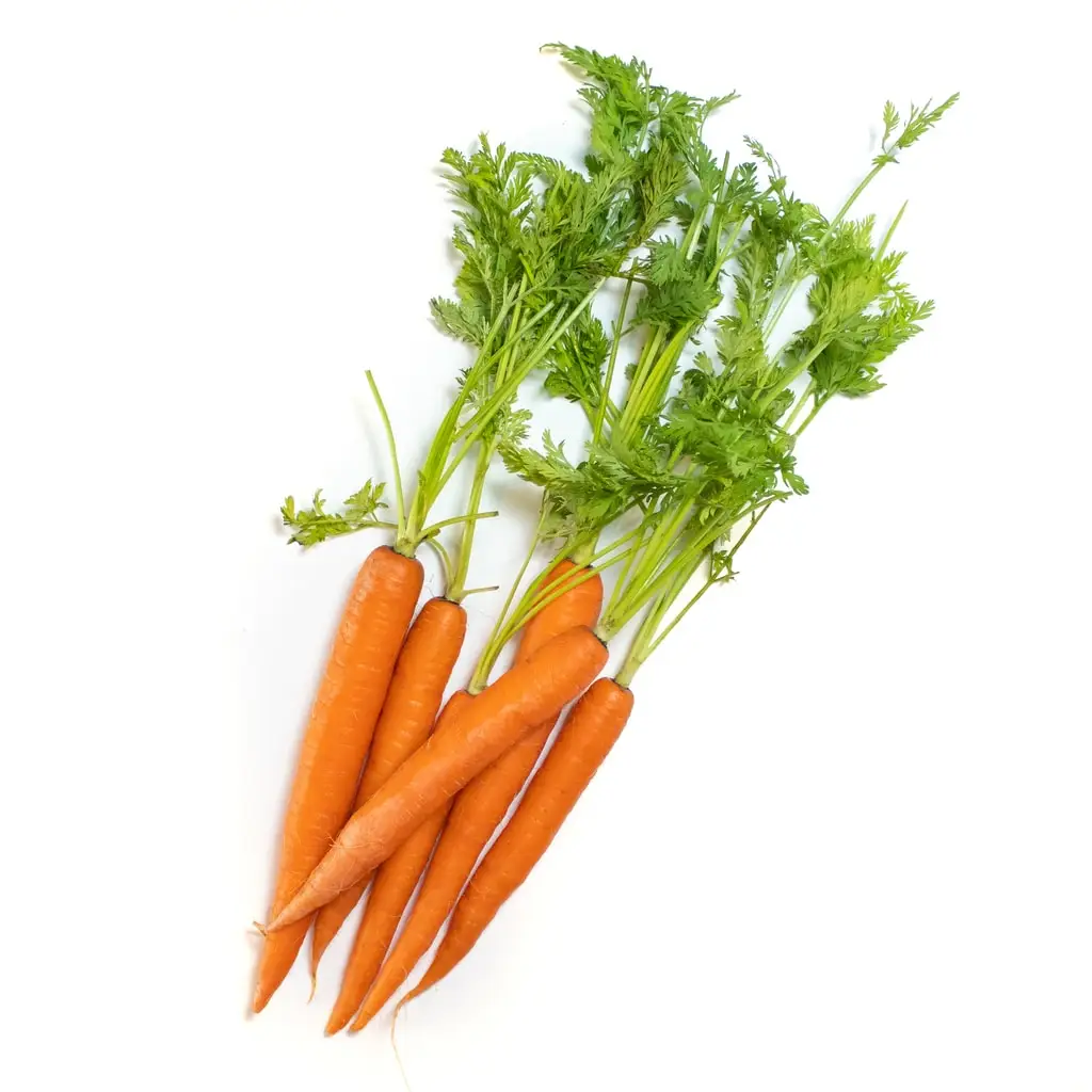 Fresh organic vegetables wholesale carrot Good price carrots available for export