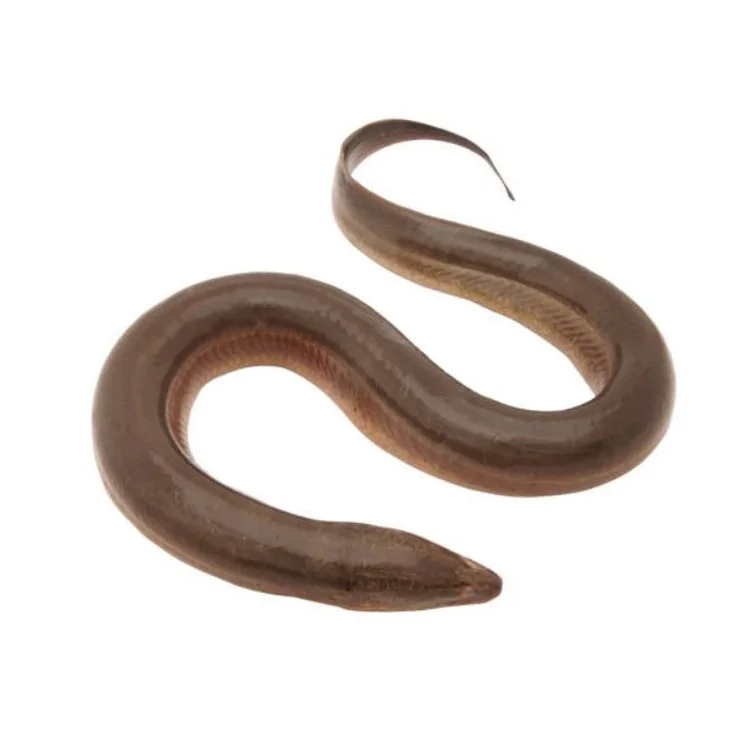 Fresh Top Quality Export Oriented Fresh Live Eel Fish Wholesale in Cheap Price Live Eels Conger Eel AD Bangladesh Life Eat 1 Kg
