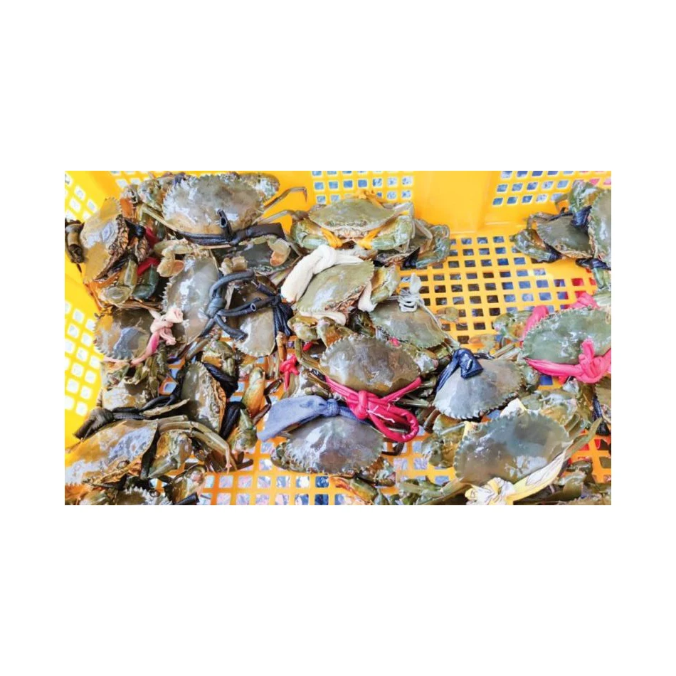 bestselling Mud Crab-flavored steak with Creamy Sauce Creamy Crab Fillet