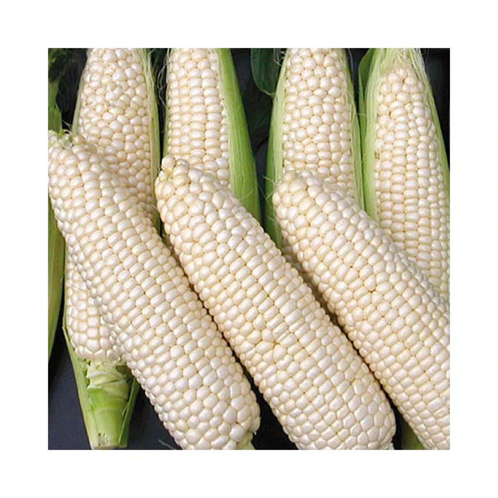 Best Price Agricultural Product White Corn/ White Maize, Dried White Corn, Popcorn, White Corn Maize