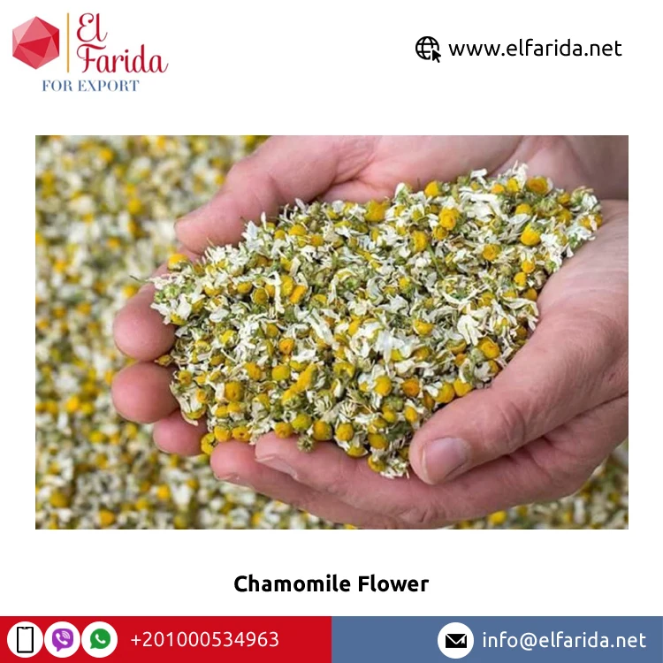 Wholesale Price Top Quality High Nutritious Yellow and White Dried Chamomile Flower Petals TBC Flavor Tea for Bulk Purchase