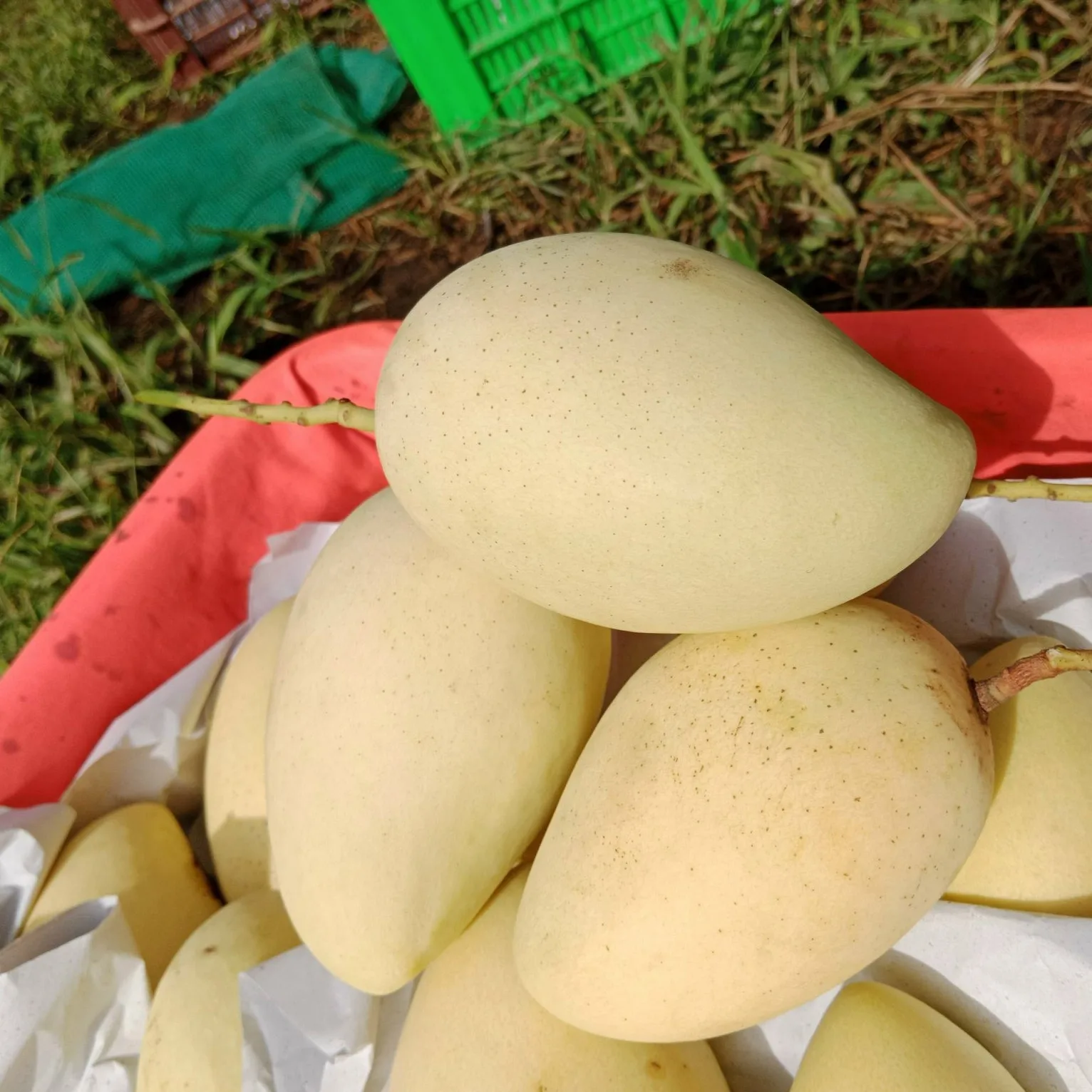 Vietnamese Cat Chu Mango Good For Healthy Fresh Export Purchase Carton Packaging Vietnam Trading