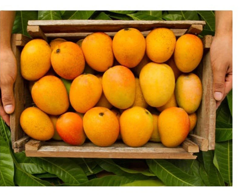 Premium quality hot Selling Fresh Pakistani sindri Mango natural sweet mango fresh wholesale chaunsa mango in bulk Pakistani