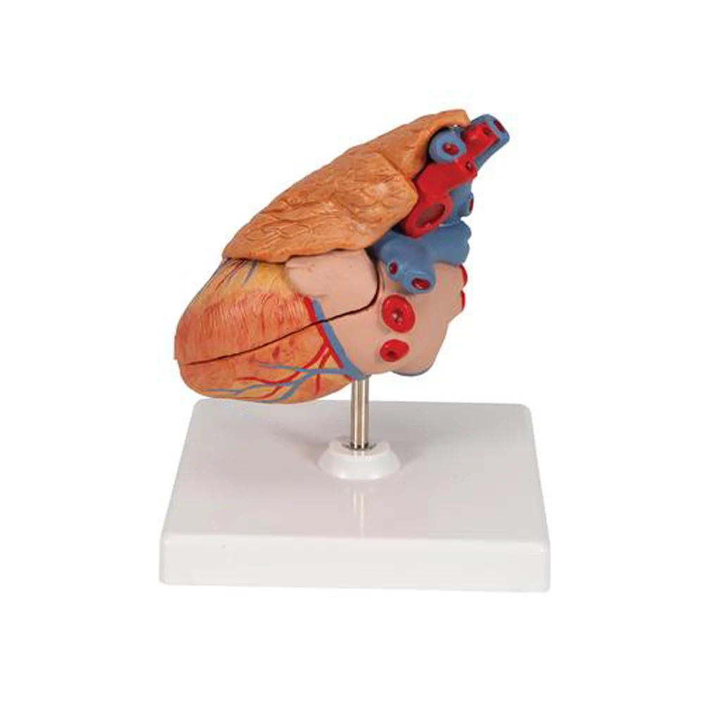 Human Heart Model- 3 Parts human anatomy biology educational model Radical Manufacturer