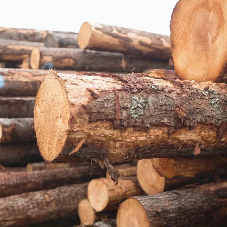 Европейские сосновые деревянные бревна