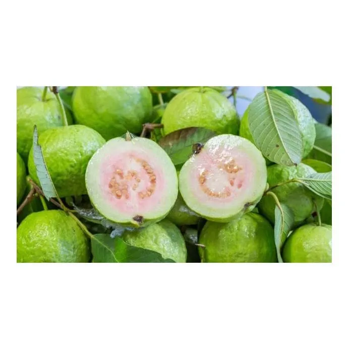 Высококачественные вкусные свежие фрукты гуава для оптовой покупки-свежие тропические гуавы из Вьетнама | Teresa