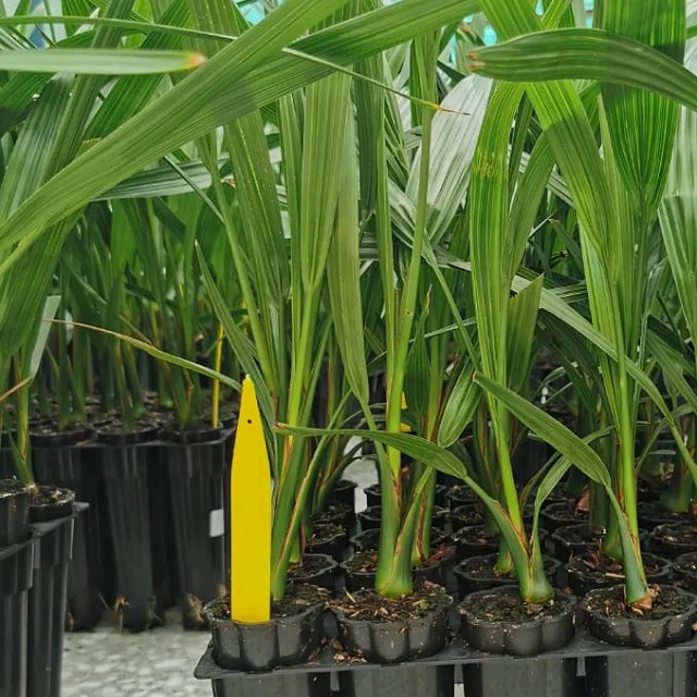 Dates Crop Tissue Culture Seedlings Full Sun Exposure Yellow dates tissue culture For Garden Natural Phoenix Dactylifera