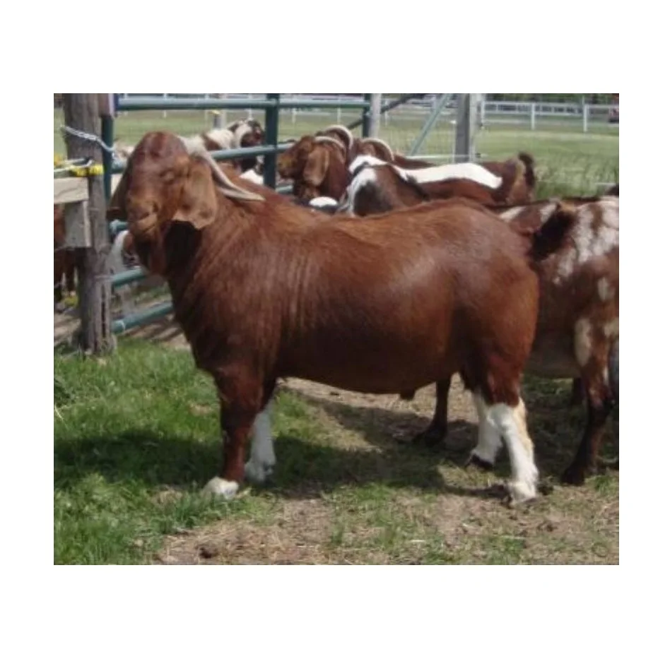 BOER GOATS Alive