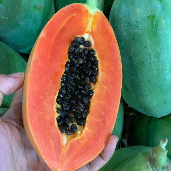 TW6 Dehydrated Dried Papaya Dices Soft Dried Papaya 0084971886886