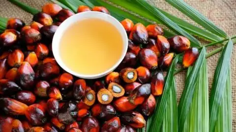 Palm oil In Vietnam High Quality oil product And Best Price Organic oil With olein Extracted