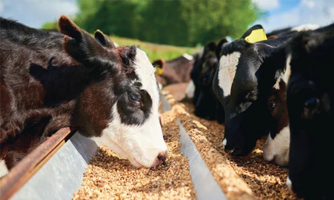 DRIED RAW MATERIAL WHOLESALE CRAB SHELL/ SHRIMP SHELL TO MAKE CHITIN CHITOSAN FOOD GRADE FROM VIET NAM