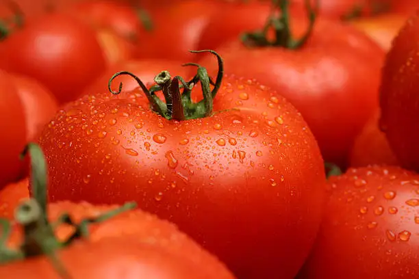 High Quality Best Taste Wholesale Organic Bulk Attractive Red Tomatoes %100 Natural Delicious From Indian Supplier