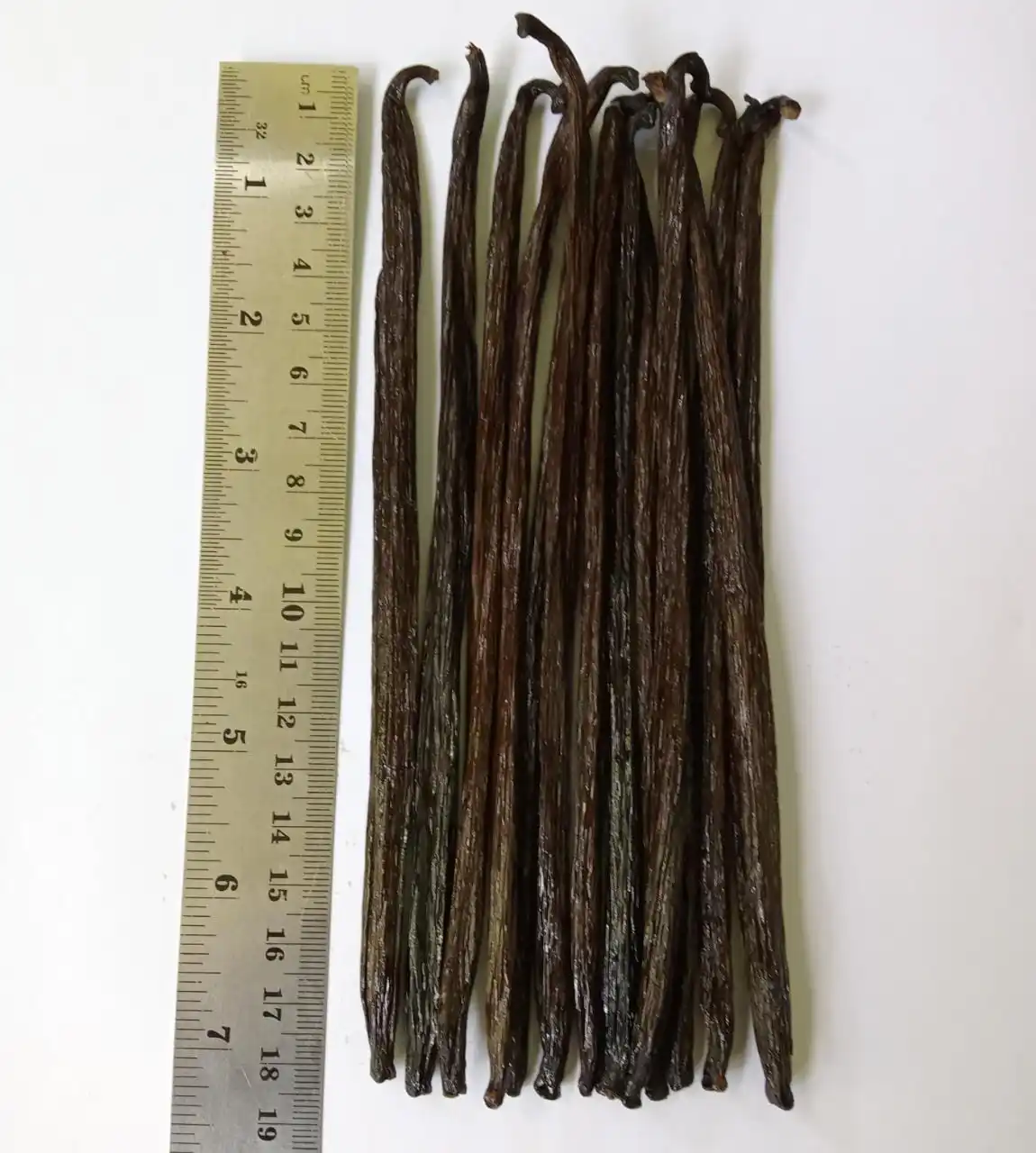 Vanilla Bean Planifolia 18-20 CM Top Selling Premium Indonesia Supplier