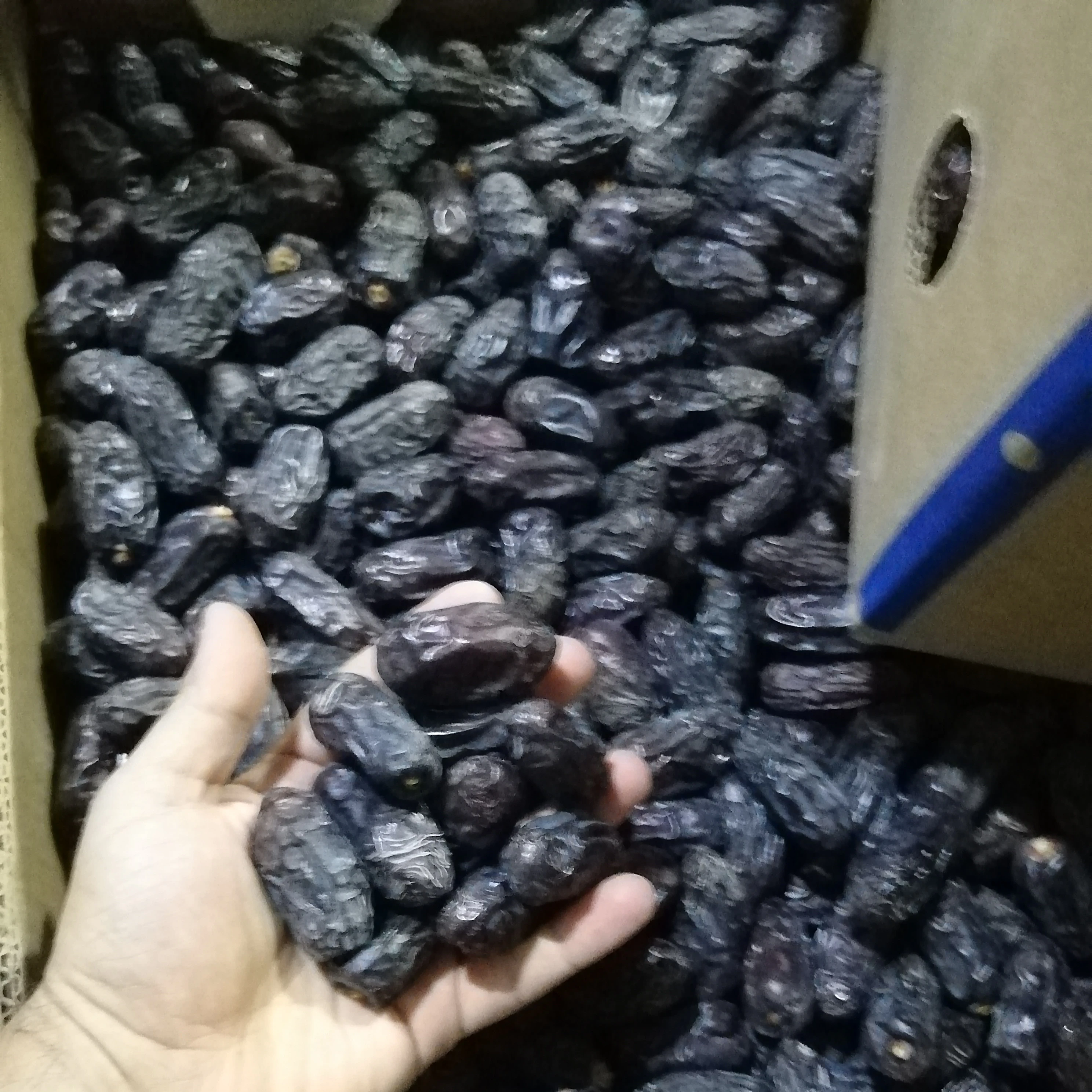 New Harvest Safawi dates from Saudi Arabia