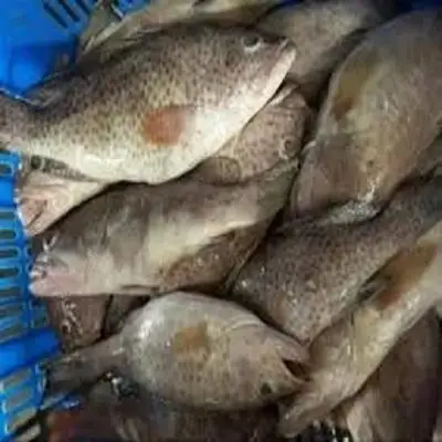 Оптовая продажа хорошее качество IQF замороженный красный морской окунь для продажи