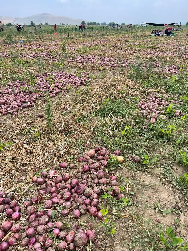 New Crop %100 Organic Onions Hot Sale Big Red Onions Premium Quality Fresh Onion - Made in Turkey